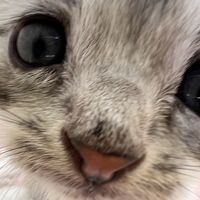 画像22366：エキゾチックショートヘア<br>　オモチ　おれんじちゃん