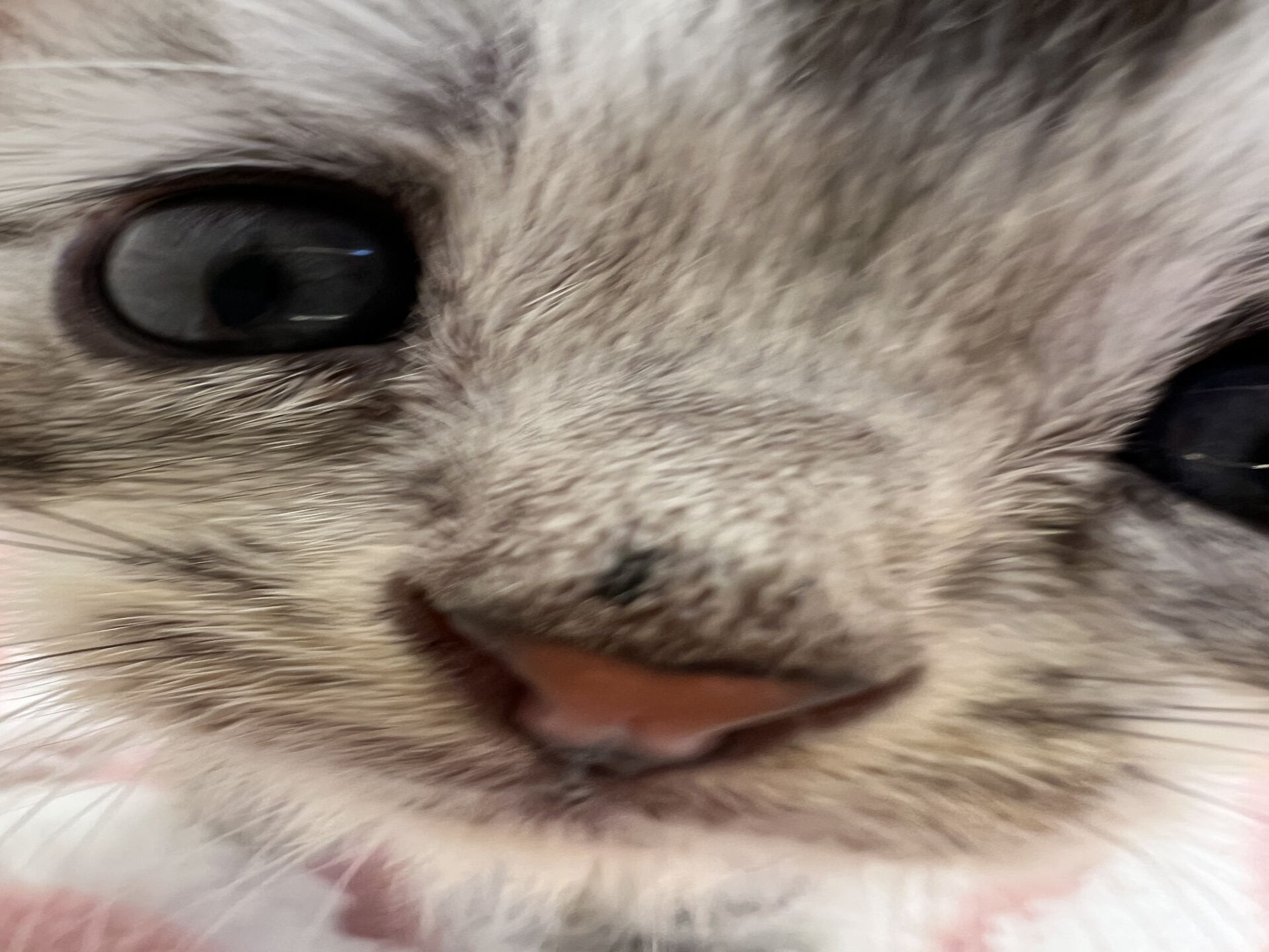 エキゾチックショートヘア　オモチ　おれんじちゃん