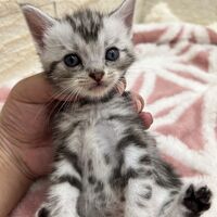 画像22367：エキゾチックショートヘア<br>　オモチ　おれんじちゃん