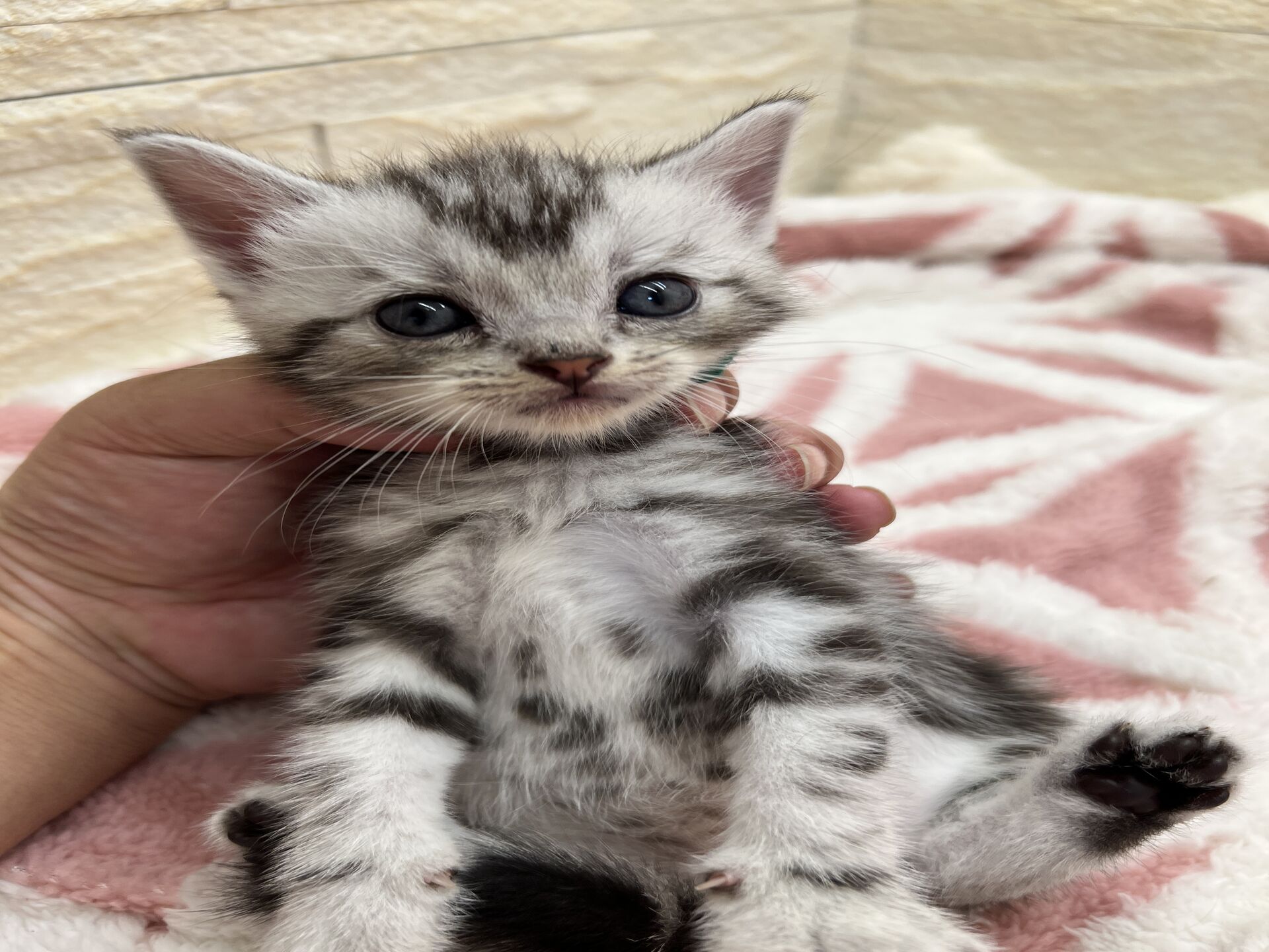 エキゾチックショートヘア　オモチ　おれんじちゃん