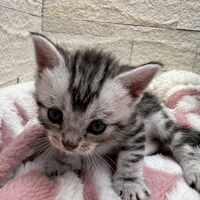 画像22368：エキゾチックショートヘア<br>　オモチ　おれんじちゃん