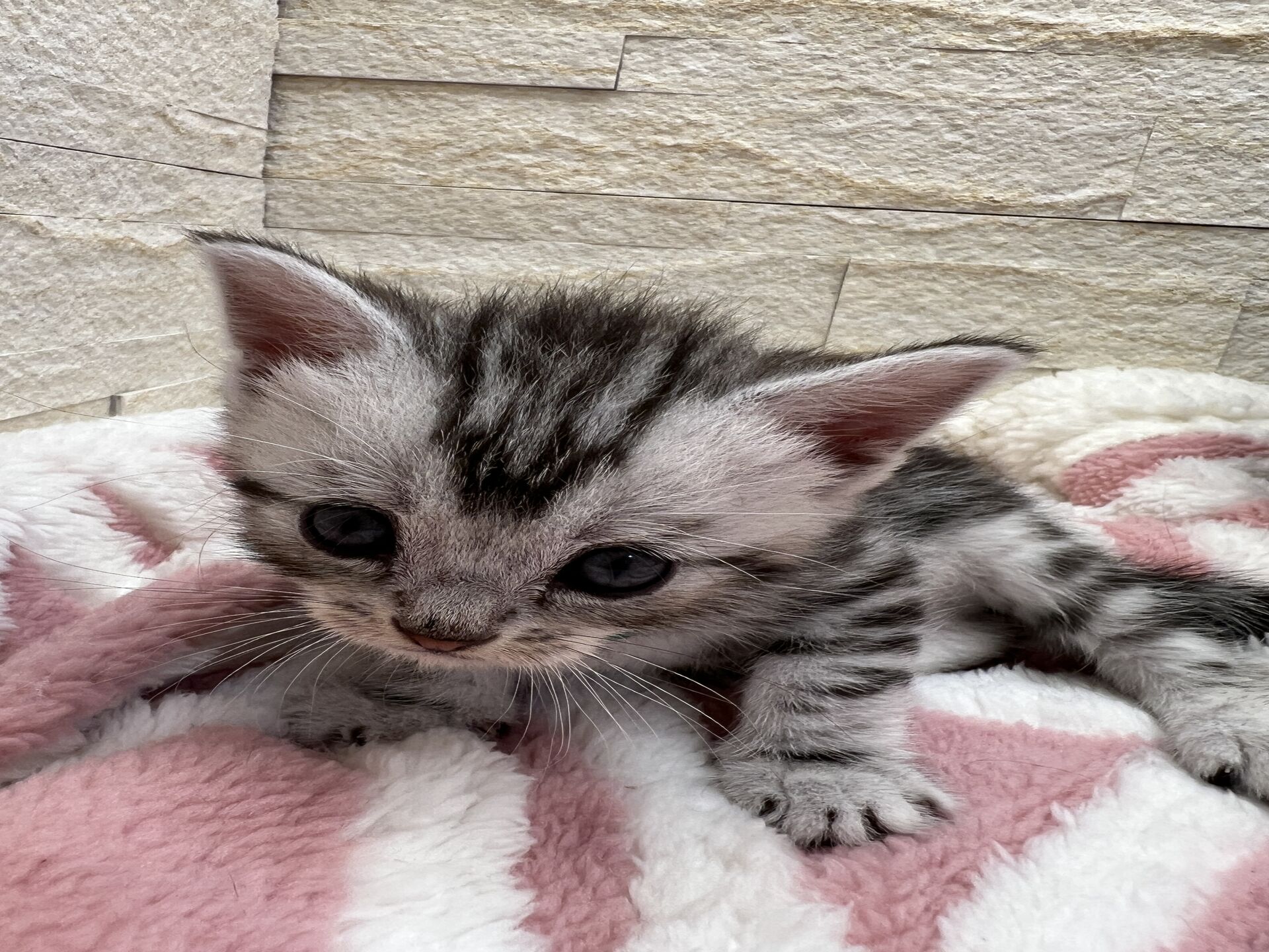 エキゾチックショートヘア　オモチ　おれんじちゃん