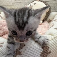 画像22369：エキゾチックショートヘア<br>　オモチ　おれんじちゃん