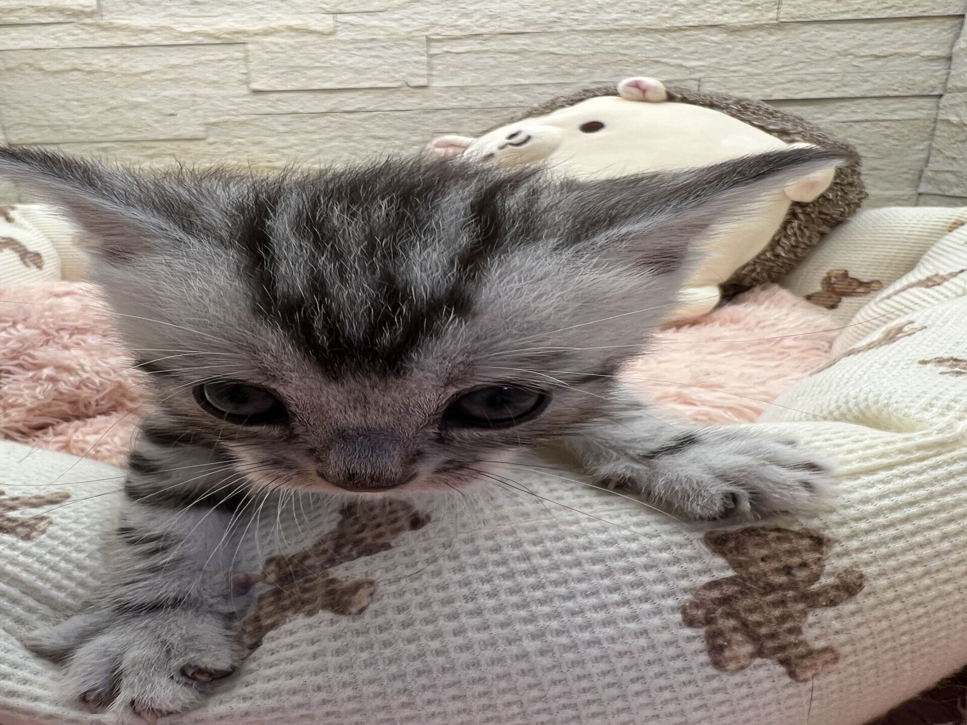エキゾチックショートヘア　オモチ　おれんじちゃん