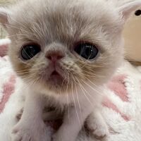 画像22386：エキゾチックショートヘア<br>　オモチ　おれんじちゃん