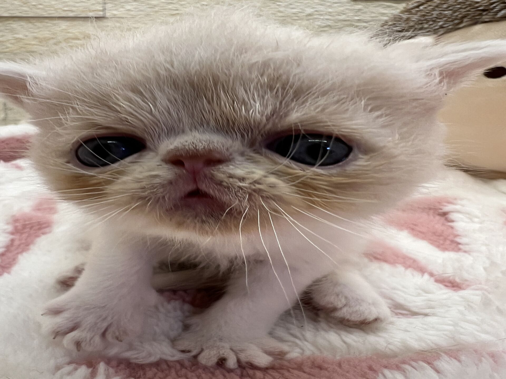 エキゾチックショートヘア　オモチ　おれんじちゃん