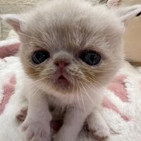 画像22387：エキゾチックショートヘア<br>　オモチ　おれんじちゃん