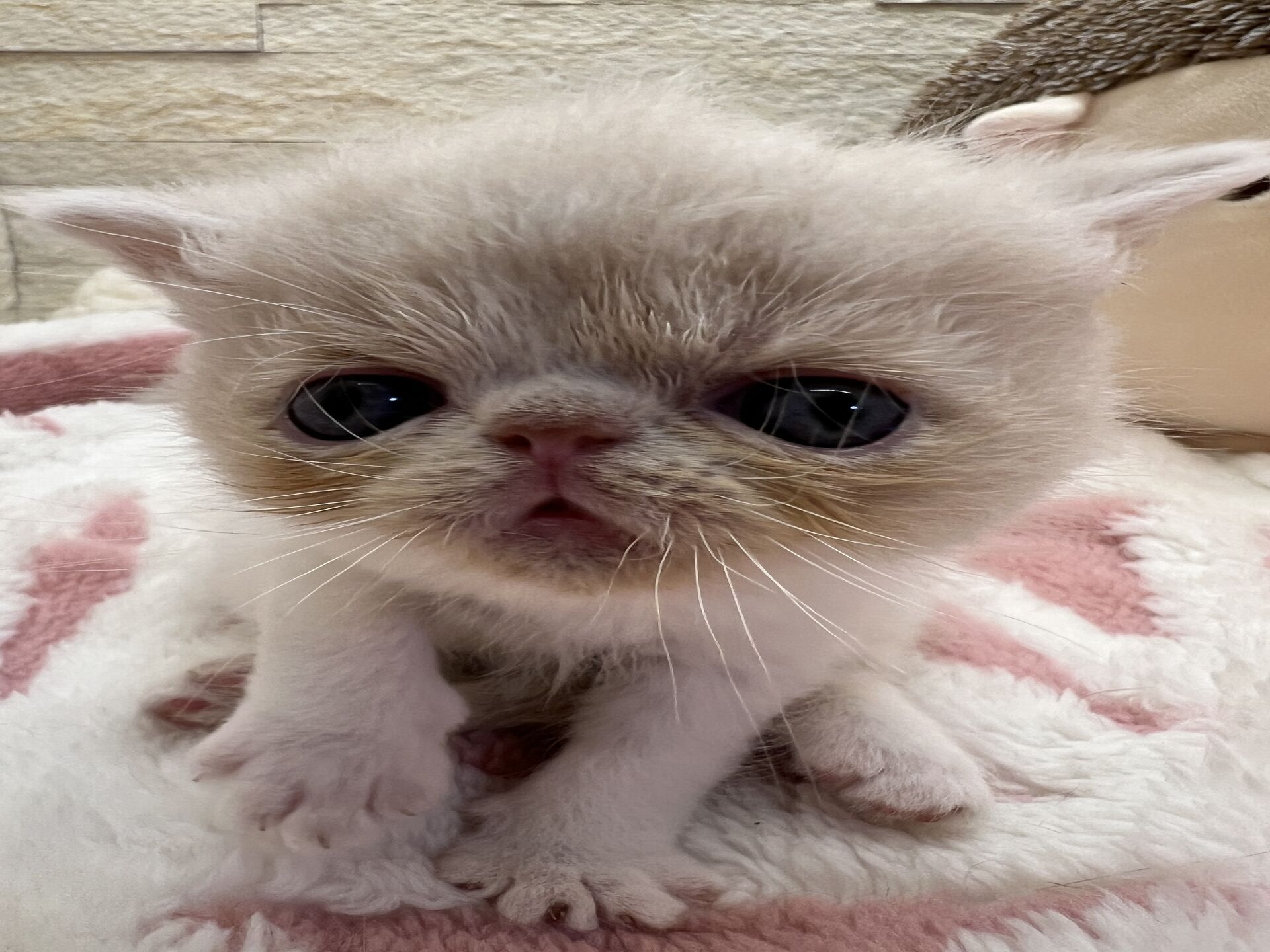エキゾチックショートヘア　オモチ　おれんじちゃん