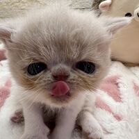画像22388：エキゾチックショートヘア<br>　オモチ　おれんじちゃん