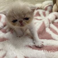 画像22389：エキゾチックショートヘア<br>　オモチ　おれんじちゃん