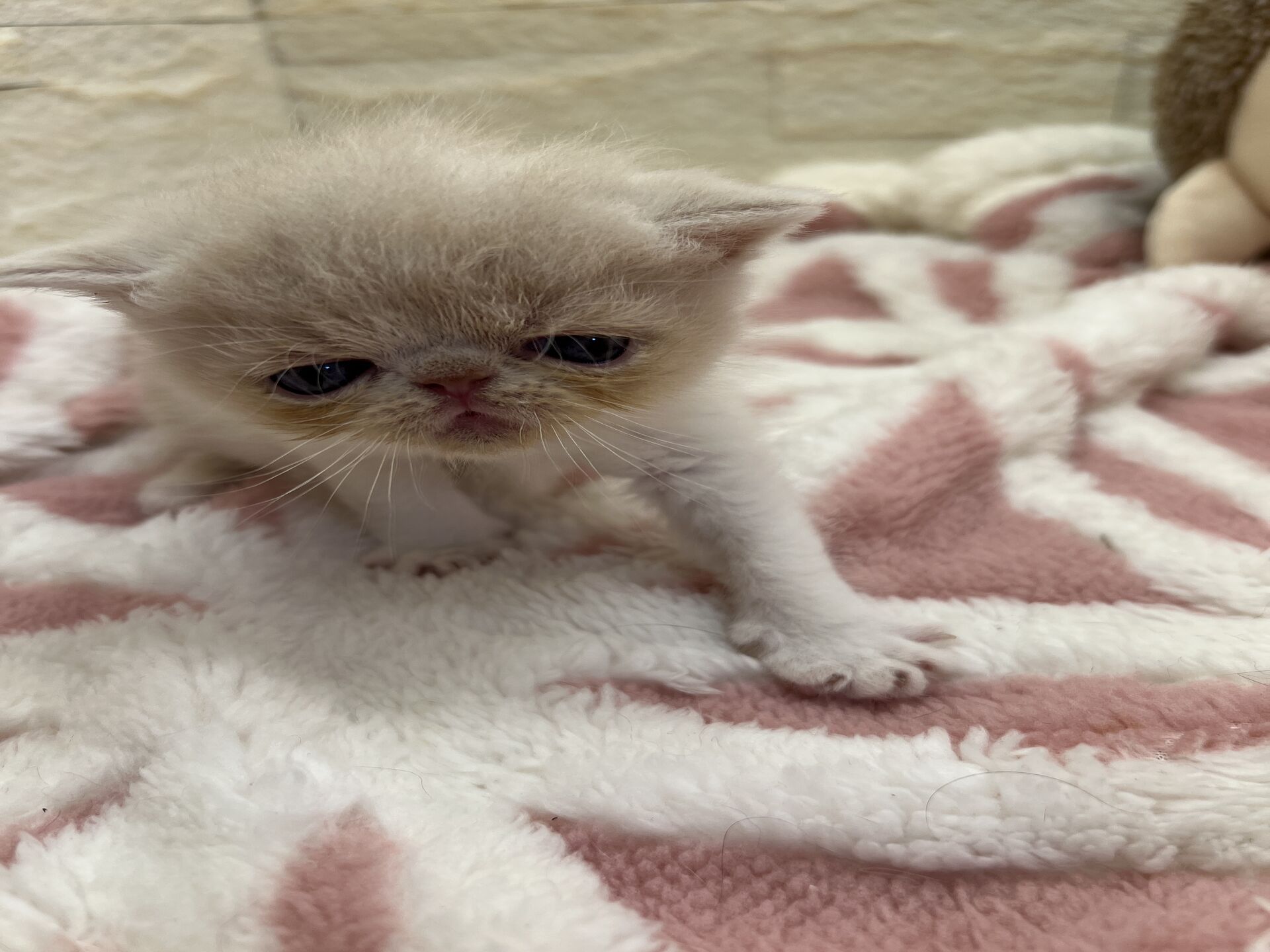 エキゾチックショートヘア　オモチ　おれんじちゃん