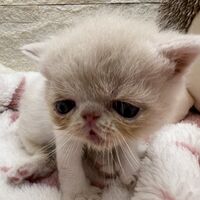 画像22390：エキゾチックショートヘア<br>　オモチ　おれんじちゃん