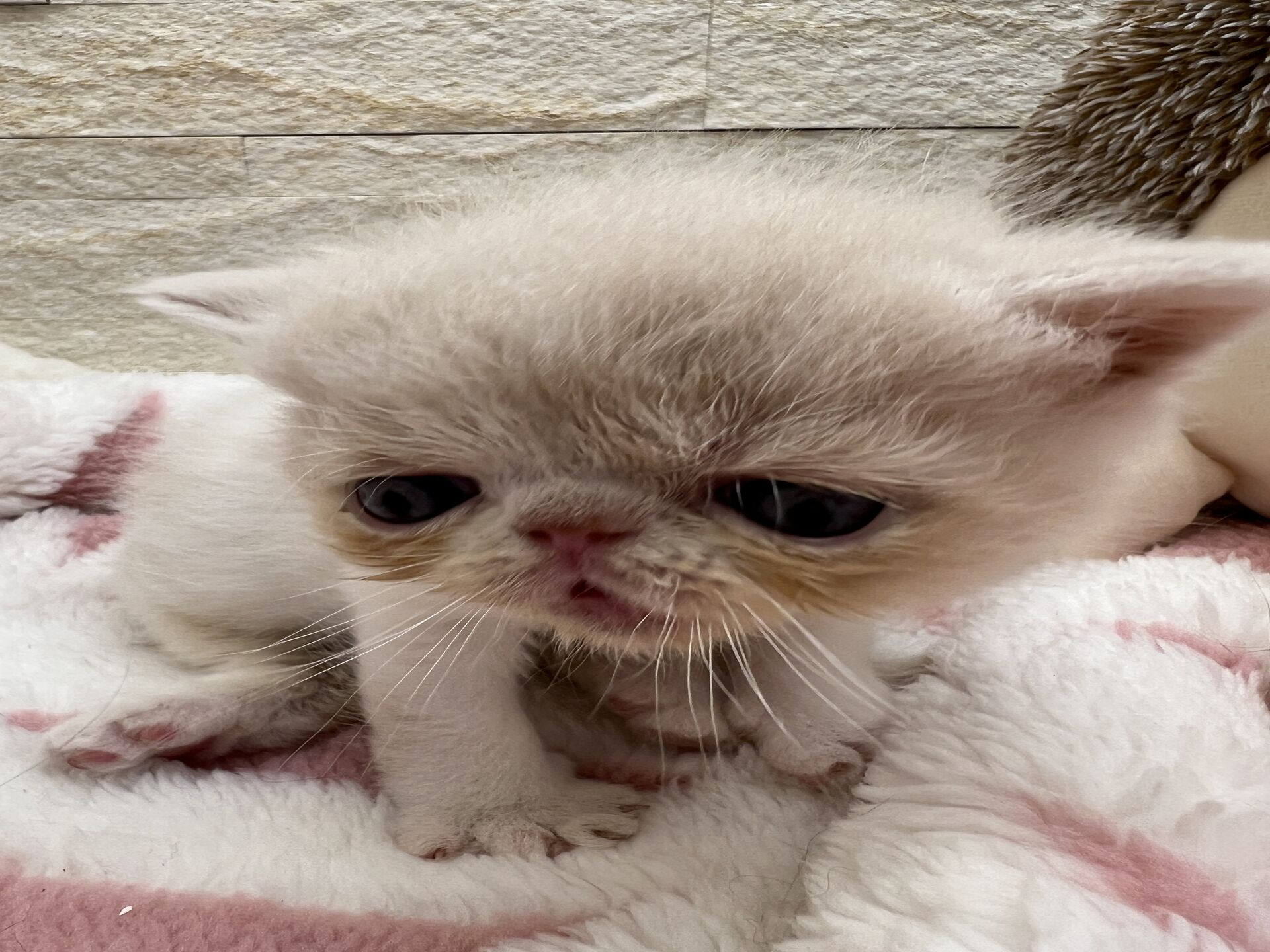 エキゾチックショートヘア　オモチ　おれんじちゃん