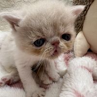 画像22391：エキゾチックショートヘア<br>　オモチ　おれんじちゃん