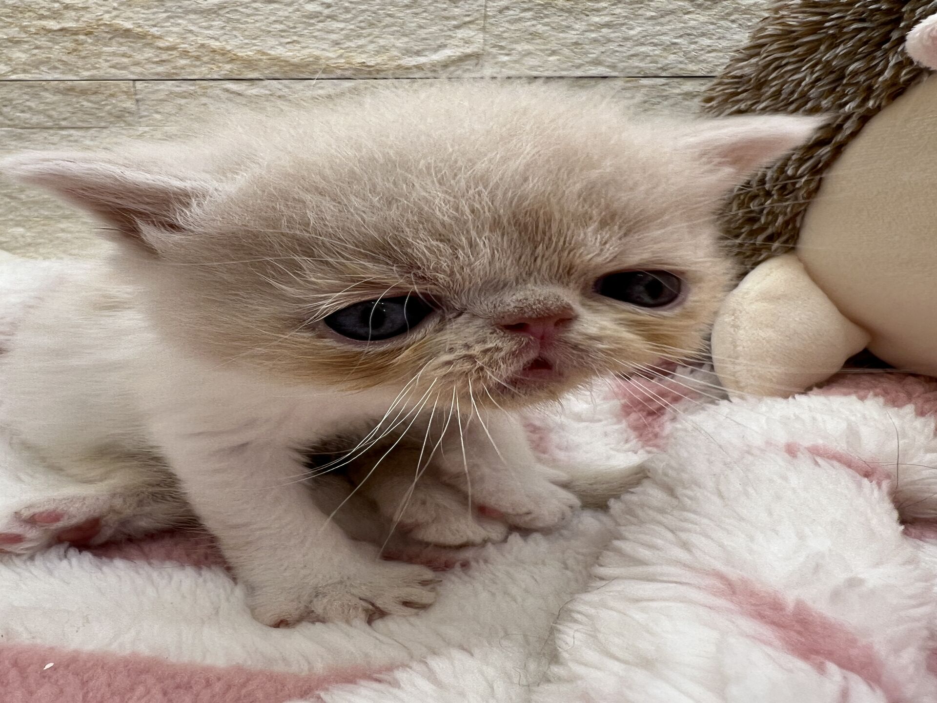 エキゾチックショートヘア　オモチ　おれんじちゃん