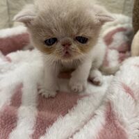 画像22392：エキゾチックショートヘア<br>　オモチ　おれんじちゃん
