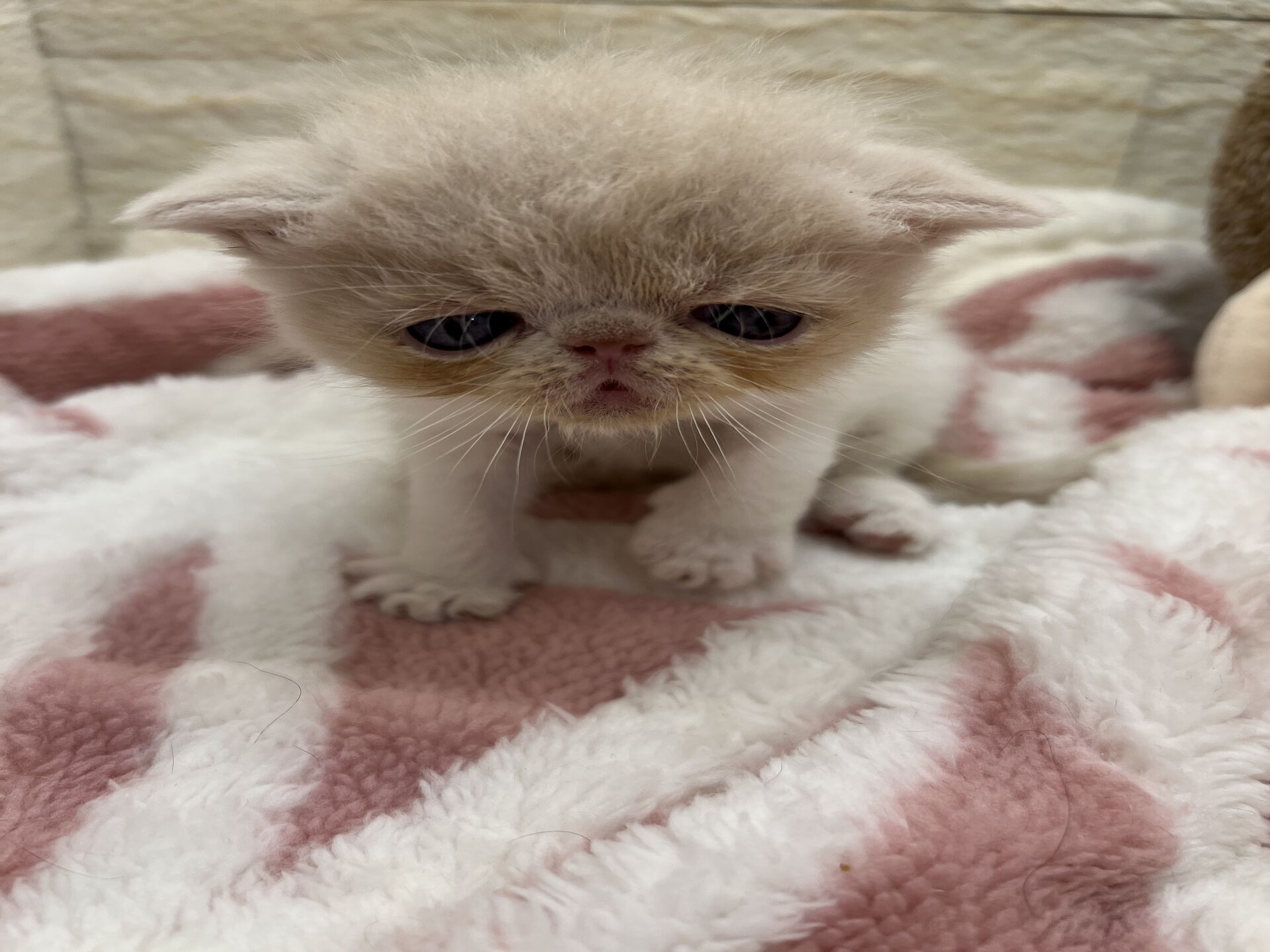 エキゾチックショートヘア　オモチ　おれんじちゃん