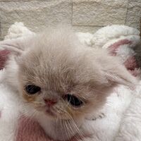 画像22393：エキゾチックショートヘア<br>　オモチ　おれんじちゃん