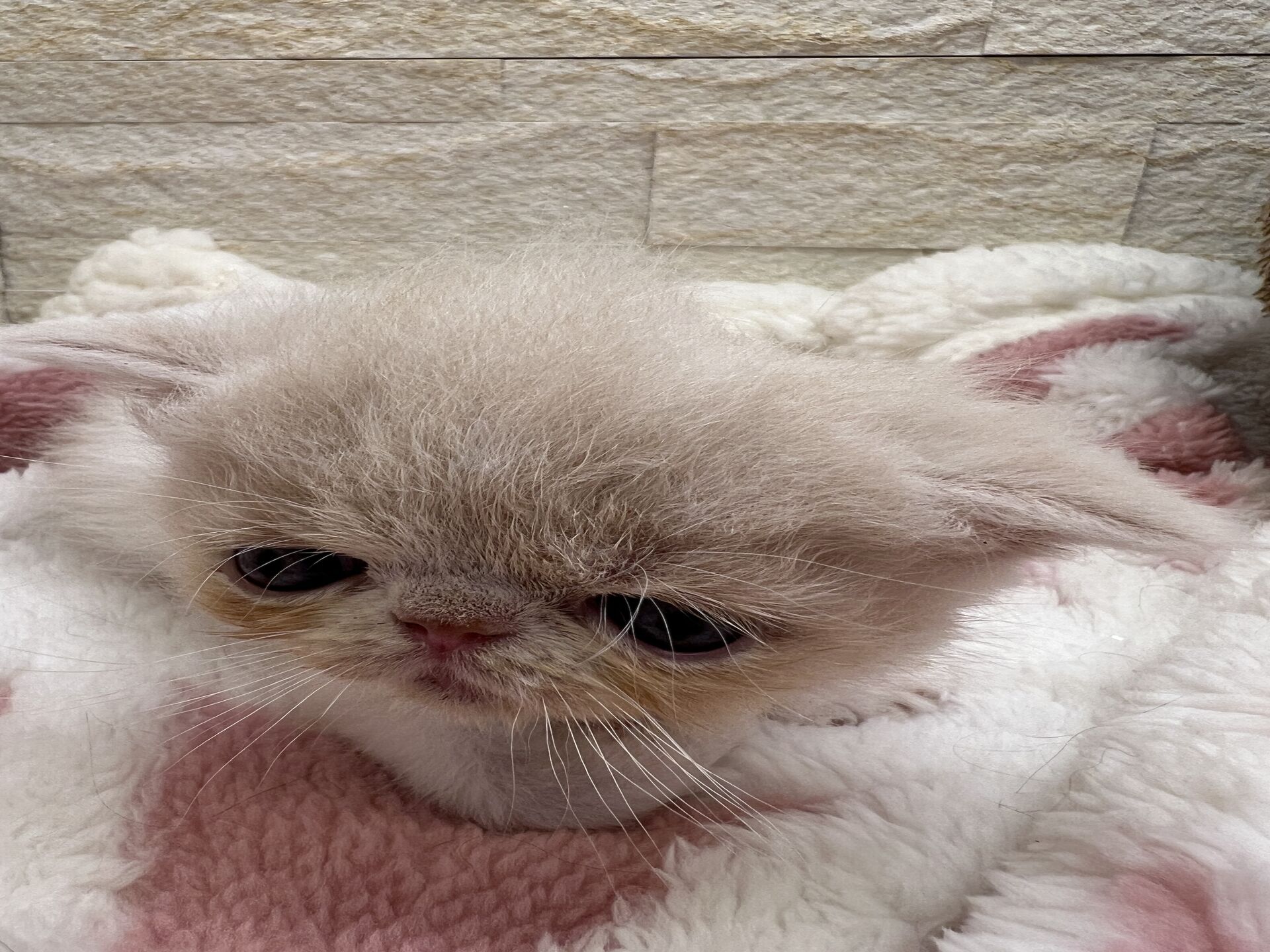 エキゾチックショートヘア　オモチ　おれんじちゃん