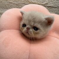 画像22394：エキゾチックショートヘア<br>　オモチ　おれんじちゃん