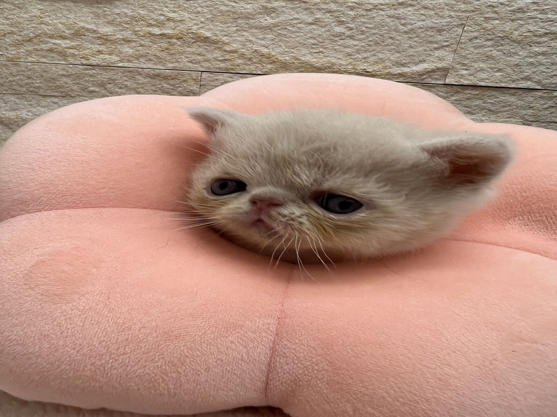 エキゾチックショートヘア　オモチ　おれんじちゃん