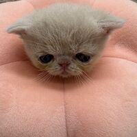画像22395：エキゾチックショートヘア<br>　オモチ　おれんじちゃん