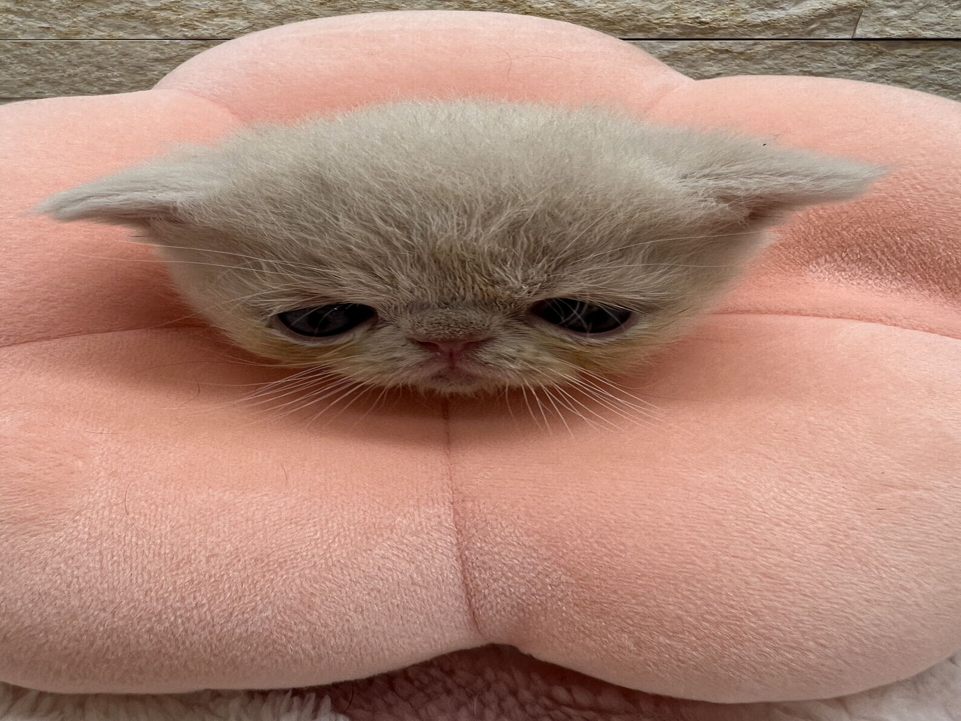 エキゾチックショートヘア　オモチ　おれんじちゃん