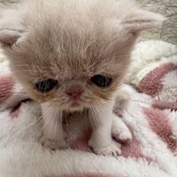 画像22396：エキゾチックショートヘア<br>　オモチ　おれんじちゃん