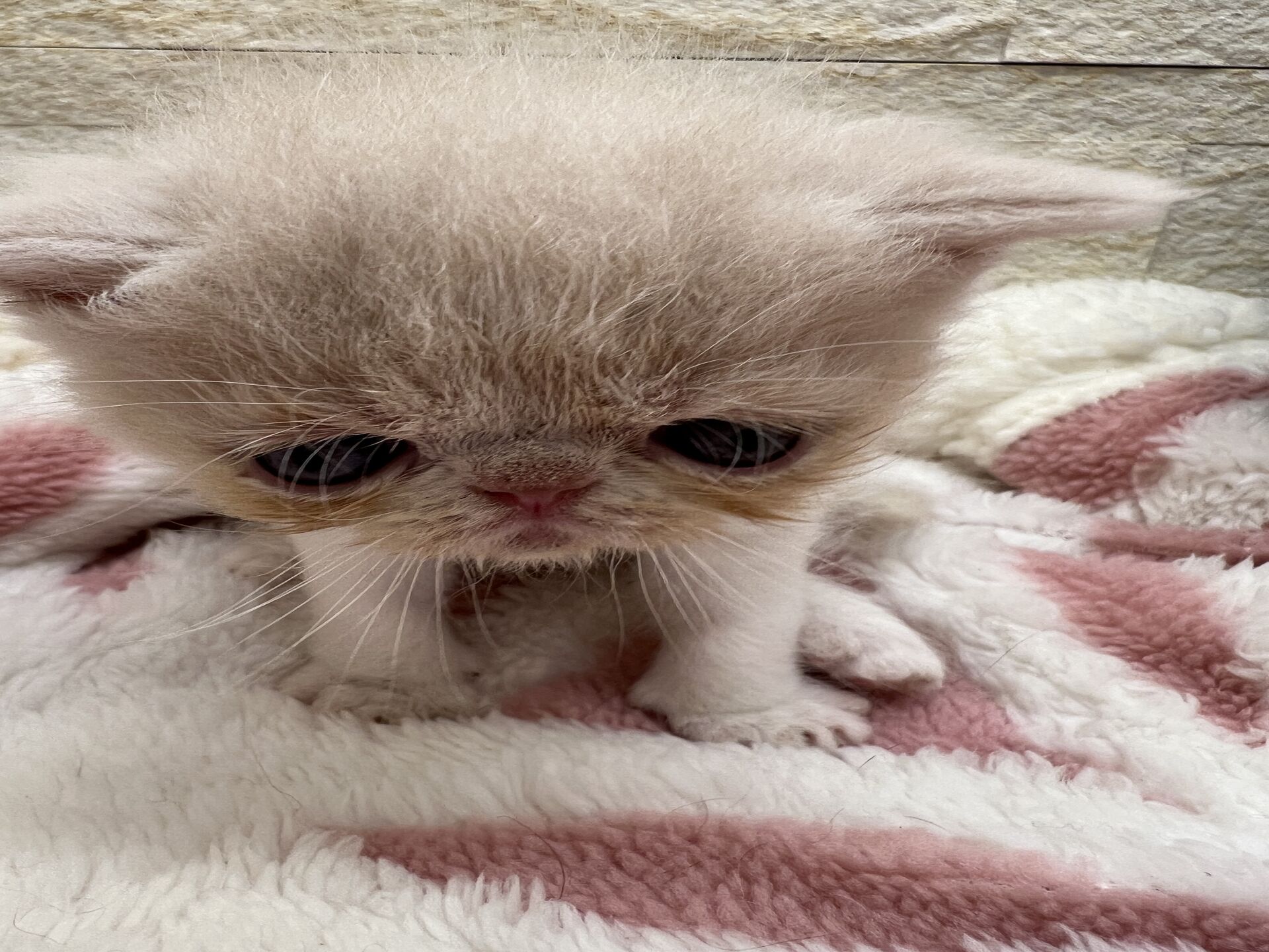 エキゾチックショートヘア　オモチ　おれんじちゃん