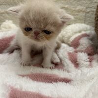 画像22397：エキゾチックショートヘア<br>　オモチ　おれんじちゃん