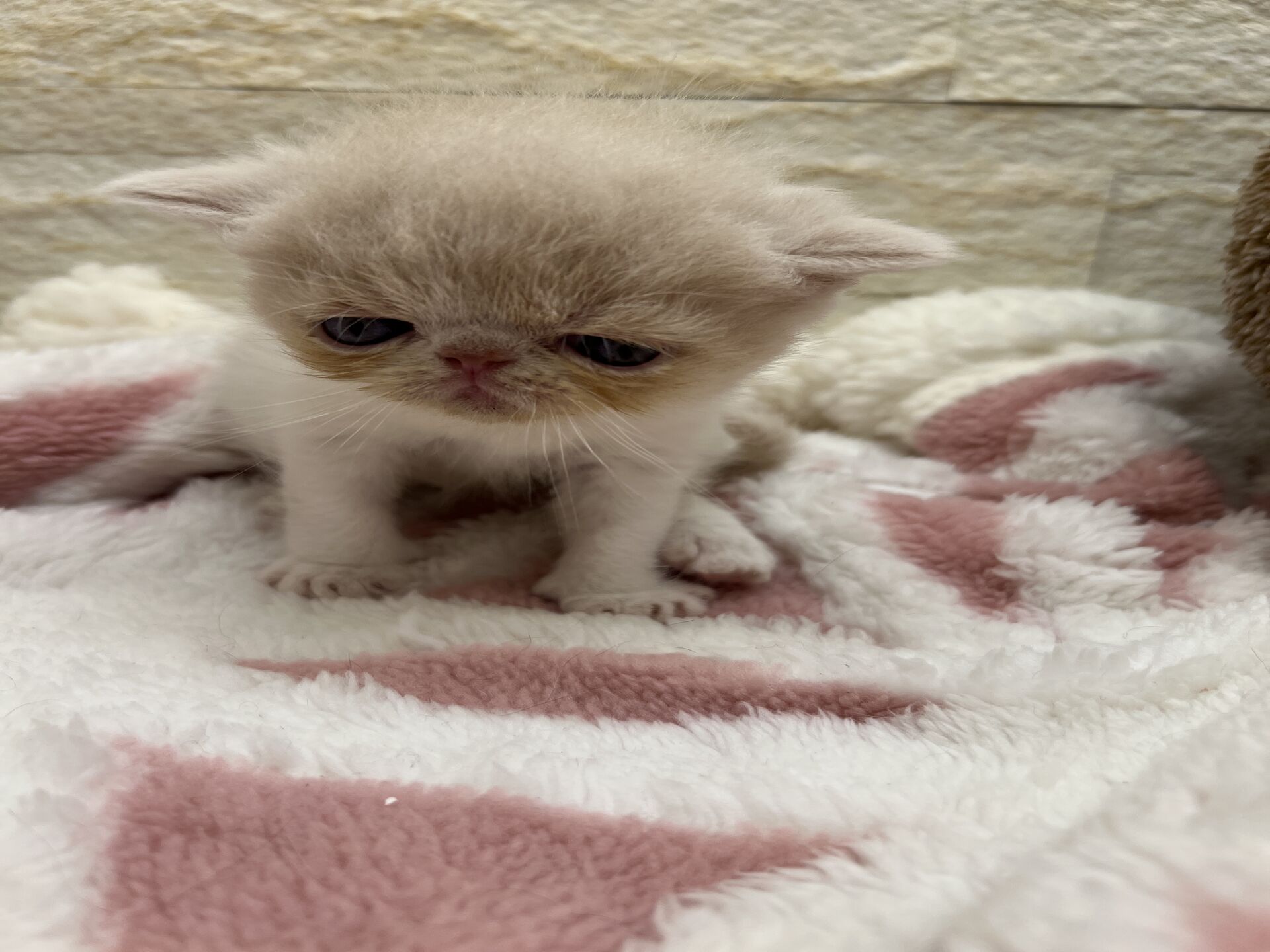 エキゾチックショートヘア　オモチ　おれんじちゃん