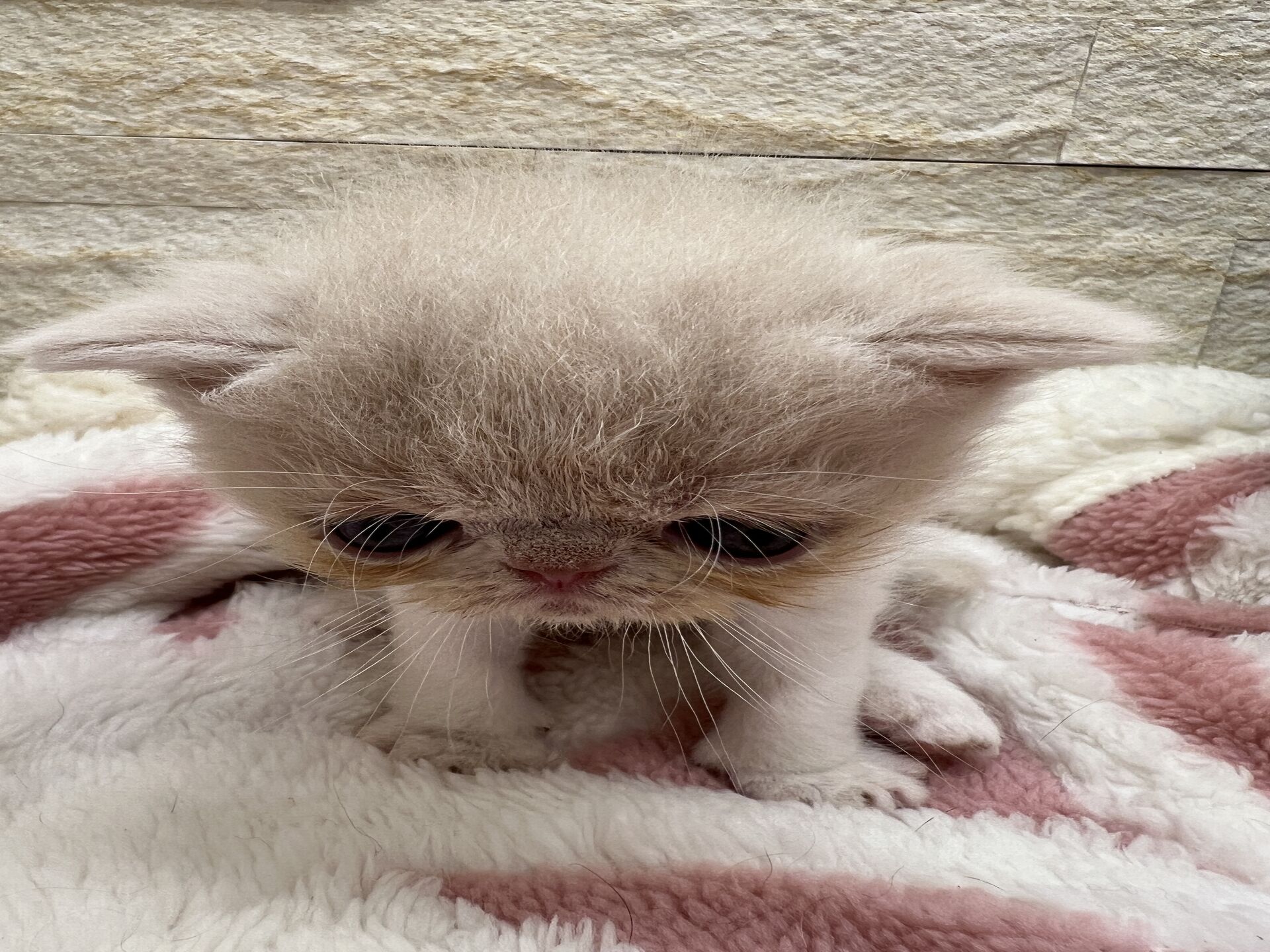 エキゾチックショートヘア　オモチ　おれんじちゃん