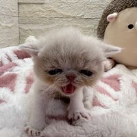 画像22399：エキゾチックショートヘア<br>　オモチ　おれんじちゃん