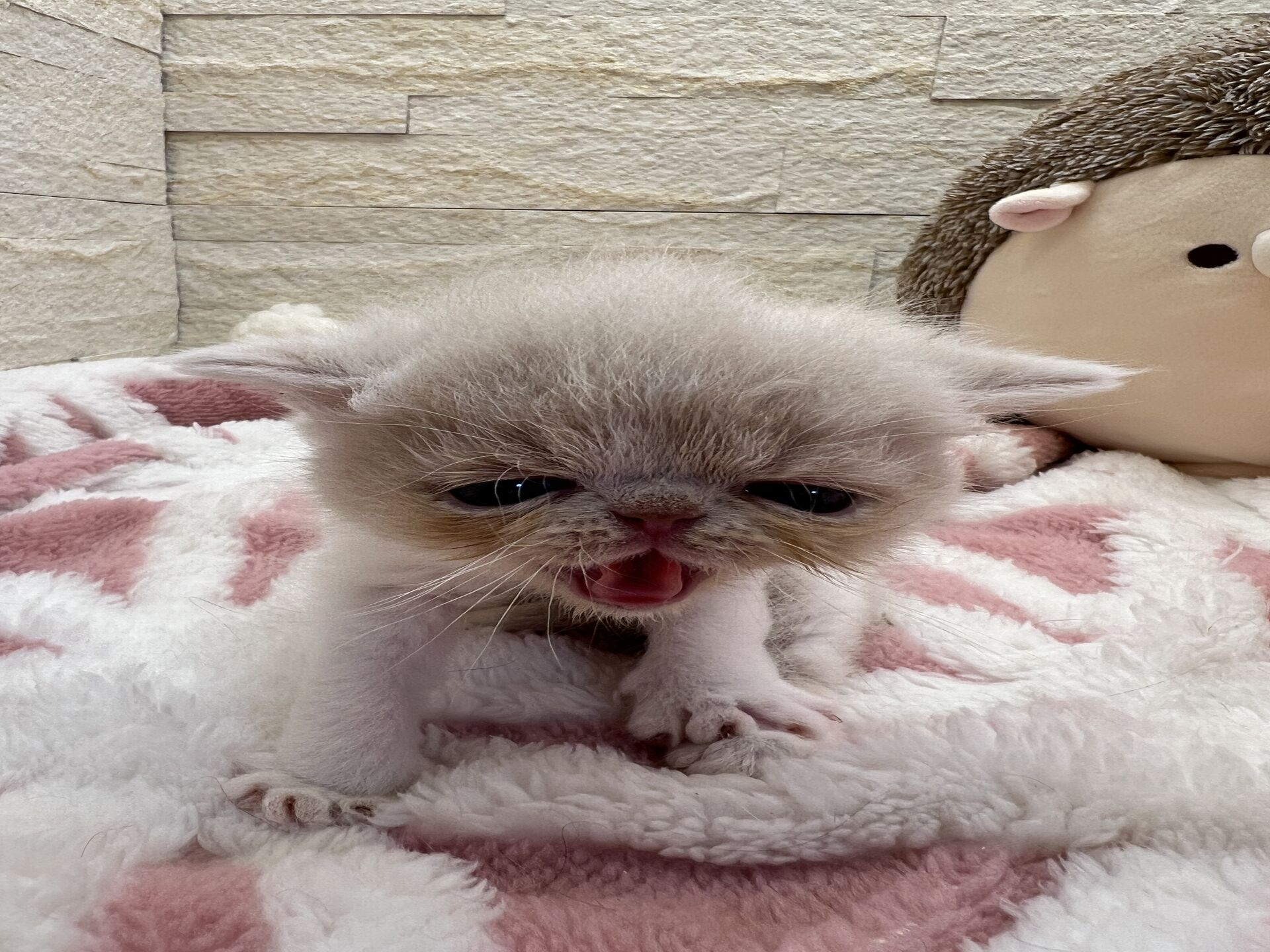 エキゾチックショートヘア　オモチ　おれんじちゃん