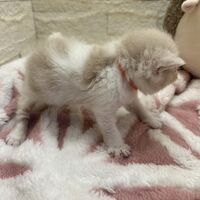 画像22400：エキゾチックショートヘア<br>　オモチ　おれんじちゃん
