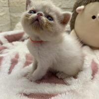 画像22401：エキゾチックショートヘア<br>　オモチ　おれんじちゃん