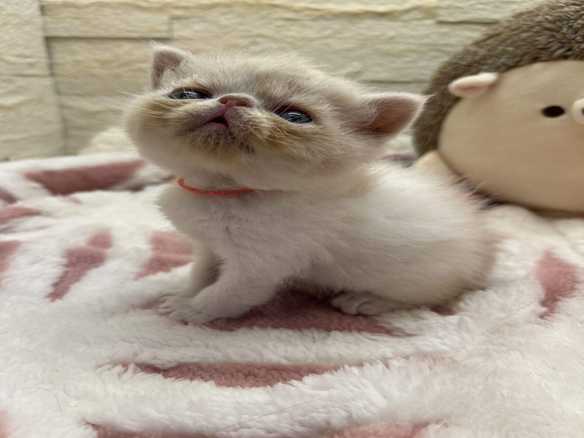 エキゾチックショートヘア　オモチ　おれんじちゃん