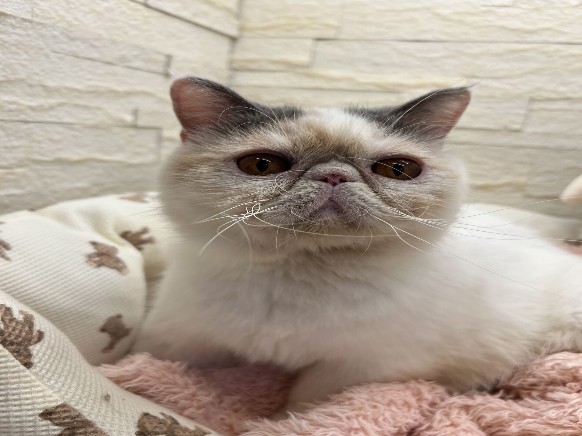 エキゾチックショートヘアーウメ