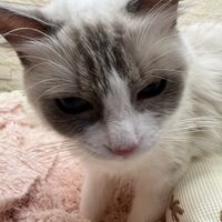 画像22534：メインクーン　ジャスミン
