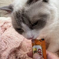 画像22535：メインクーン　ジャスミン