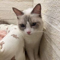画像22536：メインクーン　ジャスミン