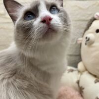 画像22538：メインクーン　ジャスミン