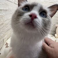 画像22539：メインクーン　ジャスミン