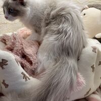 画像22540：メインクーン　ジャスミン