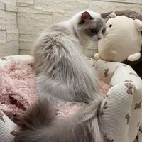 画像22542：メインクーン　ジャスミン
