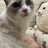 画像22543：メインクーン　ジャスミン