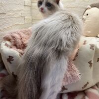 画像22545：メインクーン　ジャスミン