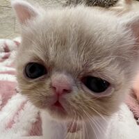 画像22582：エキゾチックショートヘア<br>　オモチ　きいろちゃん