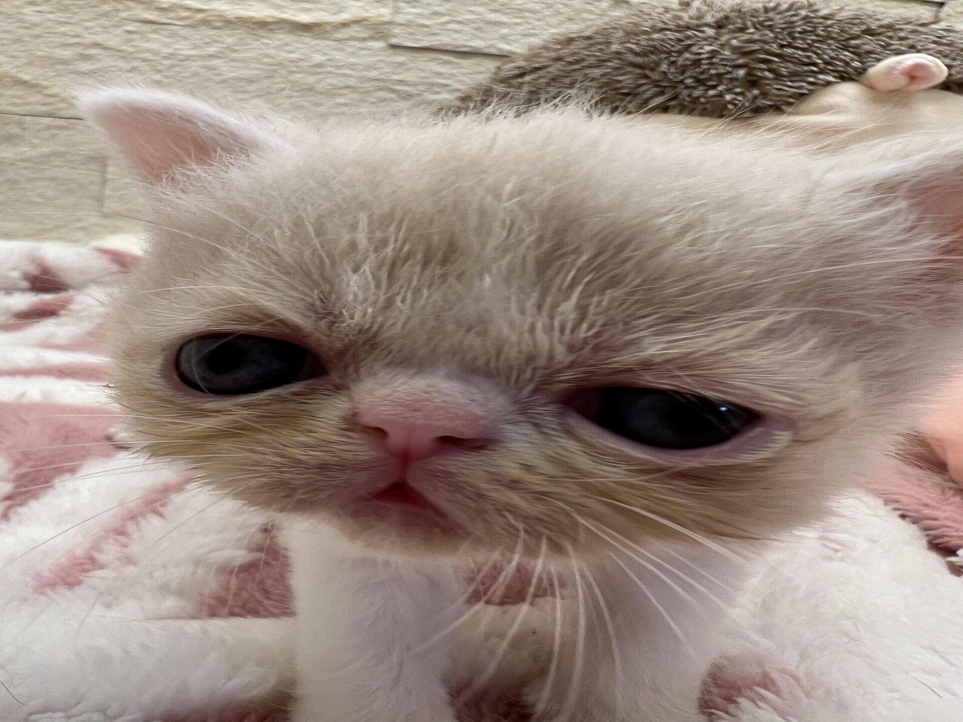 エキゾチックショートヘア　オモチ　みどりちゃん
