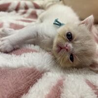 画像22583：エキゾチックショートヘア<br>　オモチ　きいろちゃん